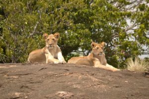 Salas lions on way in from airstrip