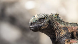 Side-profile-of-marine-iguana-in-the-Galapagos-Islands-C-CHRIS-NICHOLSON