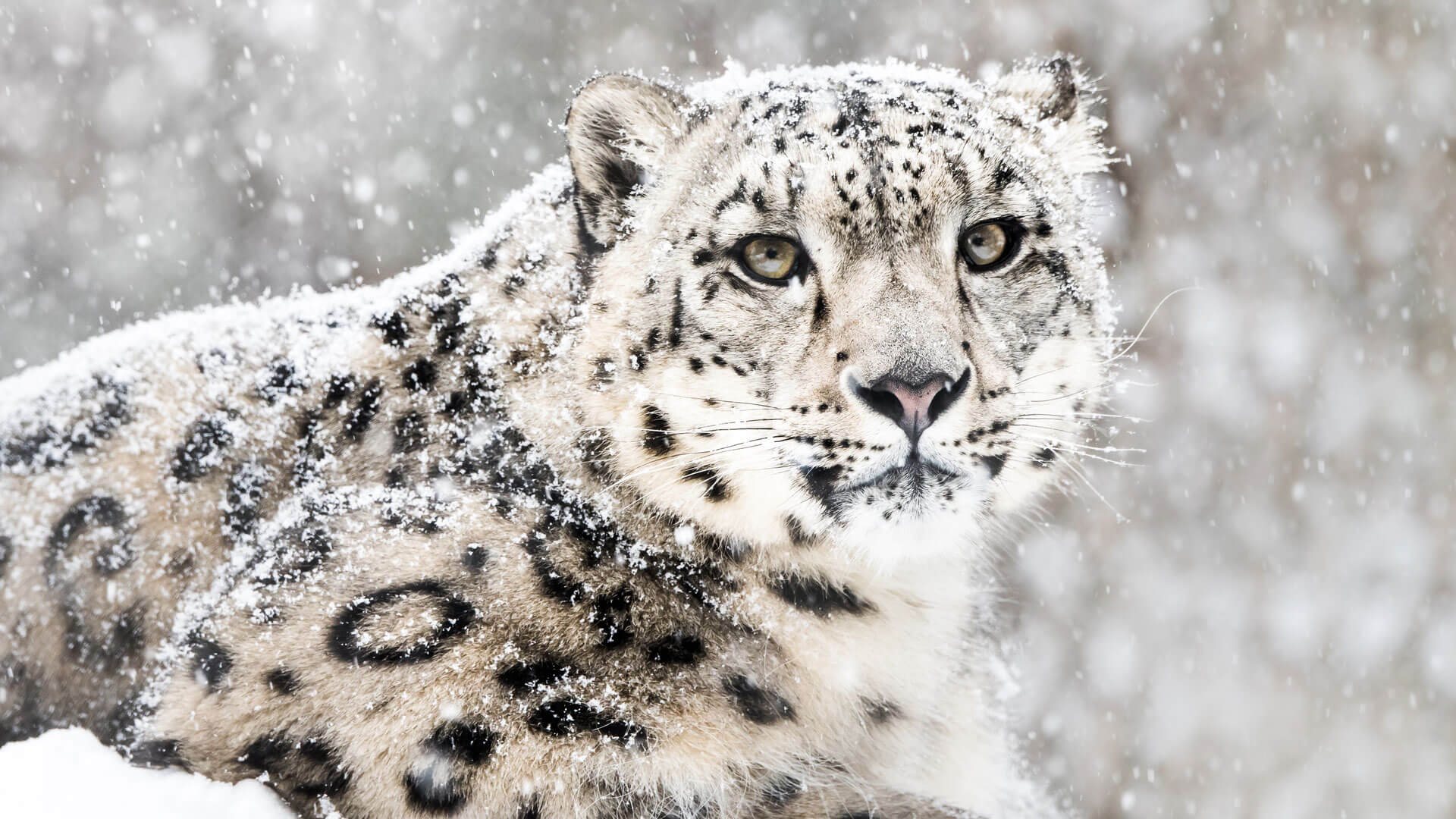 Snow Leopard Journeys | Photographic and Wildlife Experience