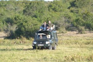 Solio Game drive on the lion hunt