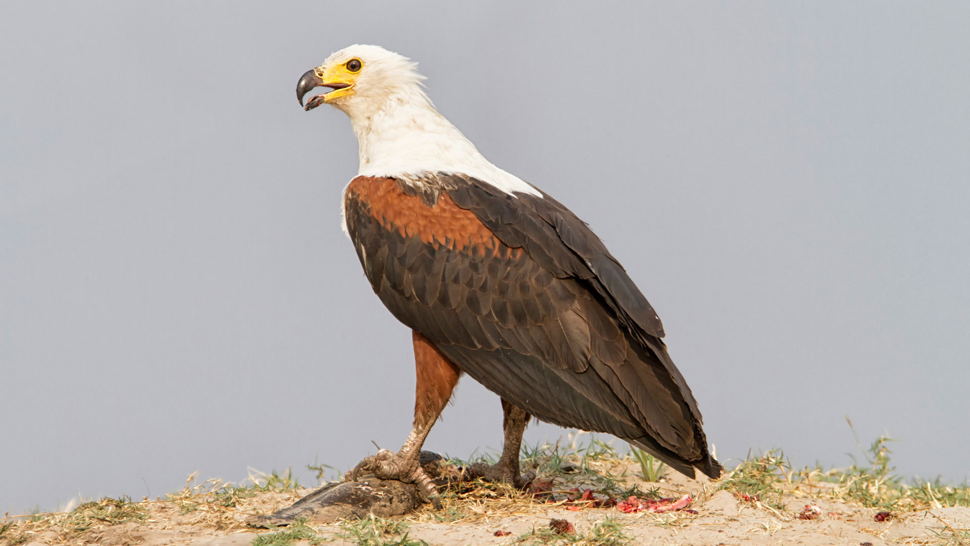 The Magnificent African Fish Eagle with a fish