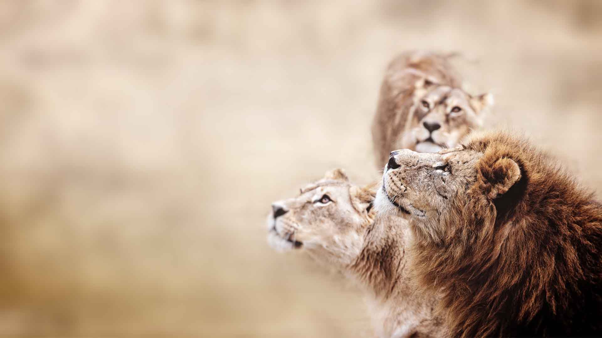 Living in Harmony with Lions | Lion Conservation | &Beyond Living in Harmony with Lions | Lion Conservation | &Beyond