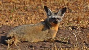 Tiffany Steyn Bat Eared Fox 01 Jul