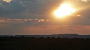 Tiffany Steyn Wildebeest sunset 01 Jul