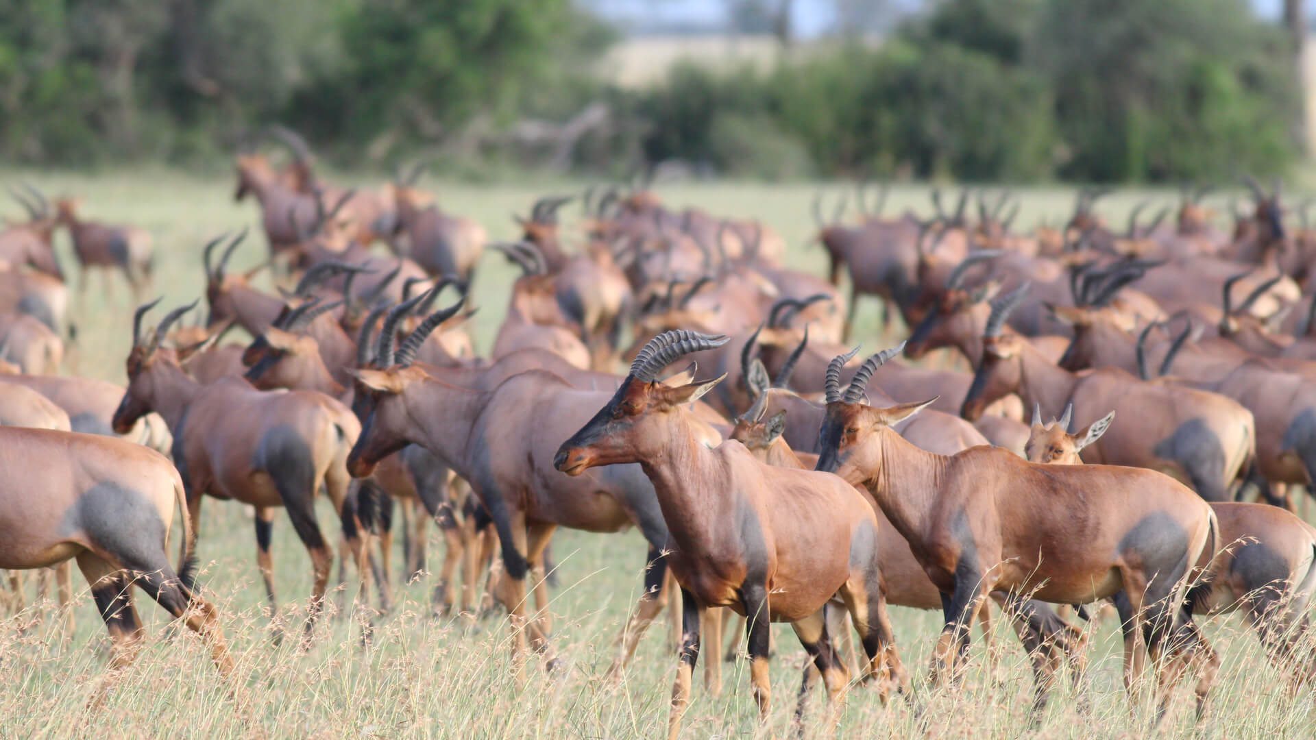 10 Must See Animal Migrations | Luxury Travel | andBeyond 10 Must See Animal Migrations | Luxury Travel | andBeyond