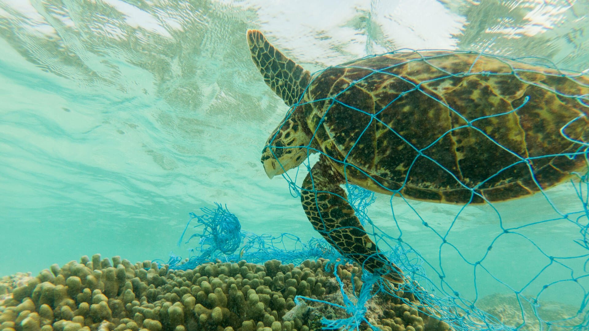 Turtles and seabirds fatally tangled in trash