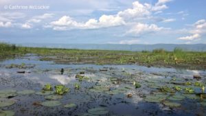 Uganda waters by cathrine mcluckie