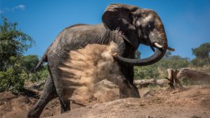 Elephant giving itself a dust bath on hillside