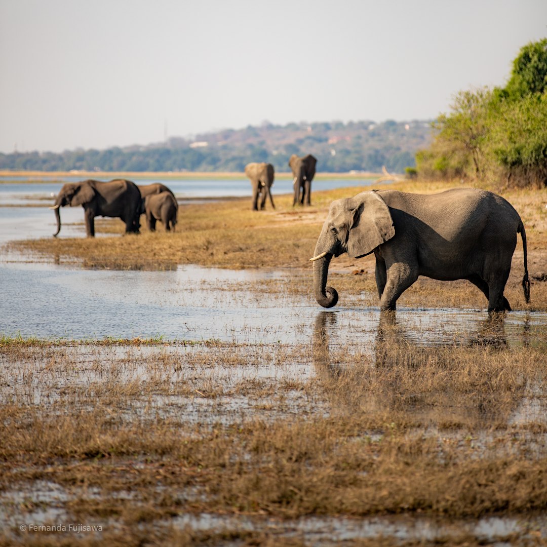 Discover &Beyond Chobe Under Canvas, Botswana