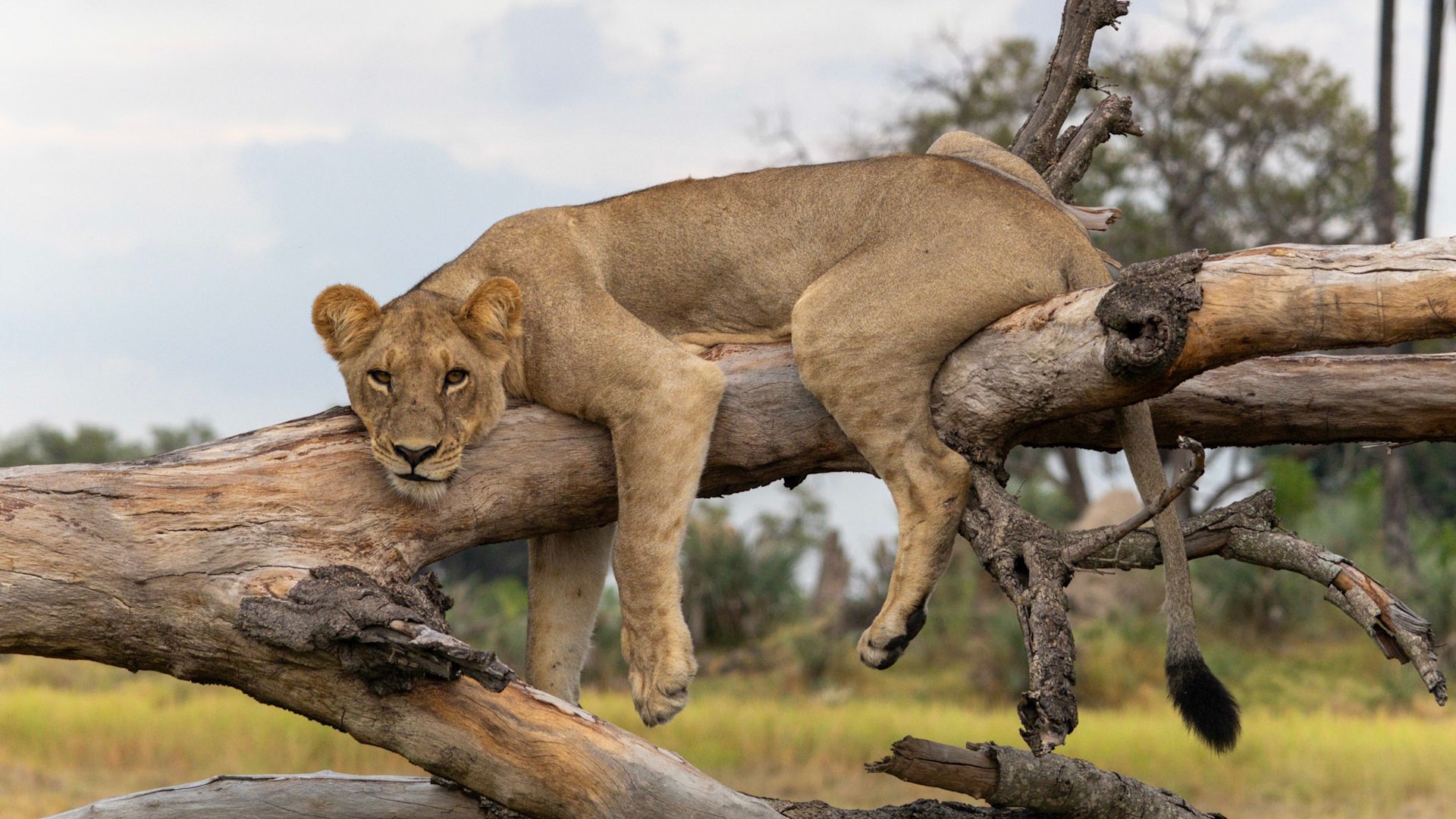 Lioness chilling on a tree | &Beyond WILDwatch