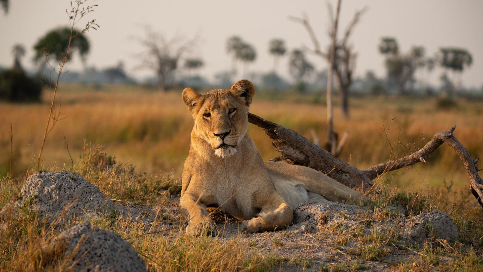 Lioness relaxing in open plains | &Beyond WILDwatch