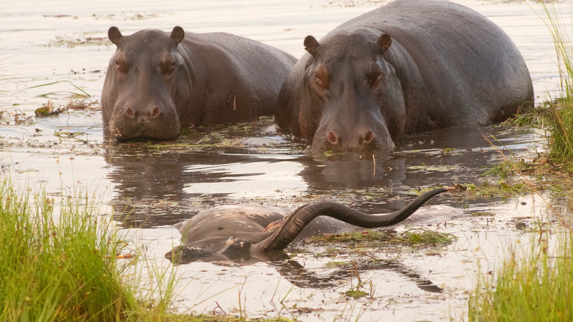 WILDwatch-sighting-hippo-investigate-dead-kudu | Luxury African