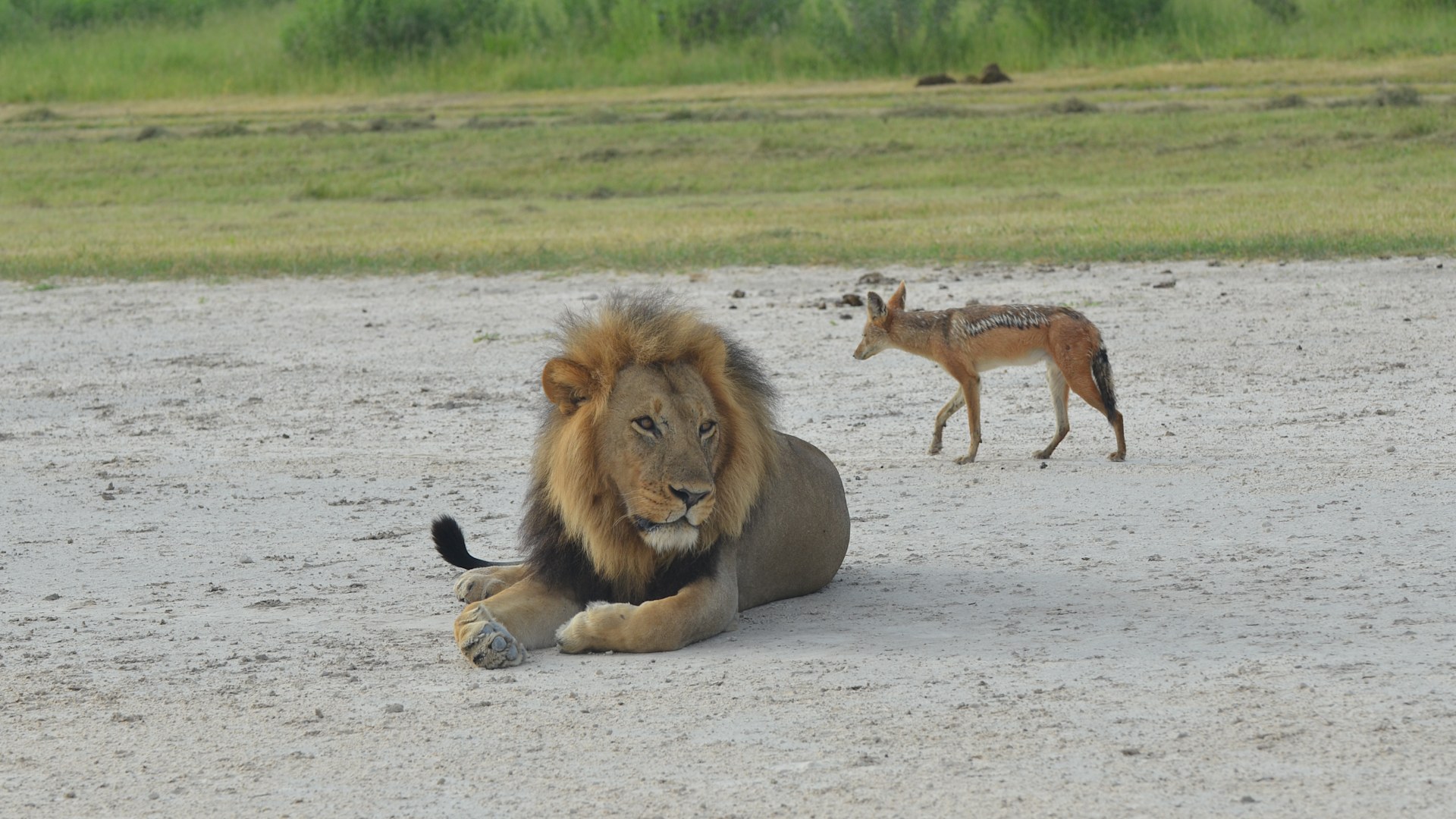 Safari Game Drive | Okavango Delta Safari, Botswana | &Beyond
