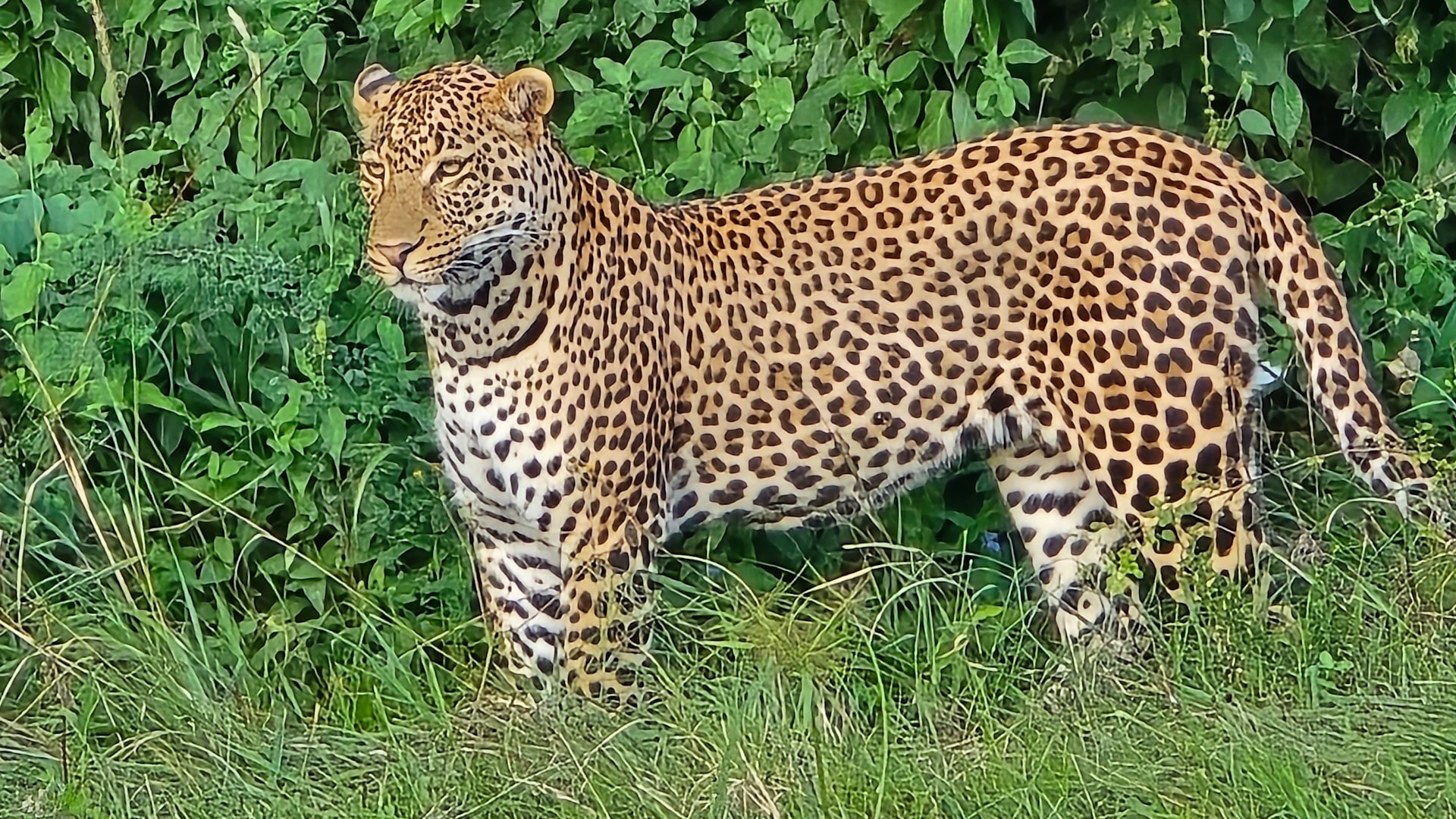 Leopard Exploring Leopard looking in the wilderness | Luxury African Safaris,South ...