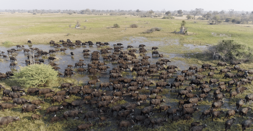 Discover the Powerful Cape Buffalo | &Beyond WILDwatch sightings