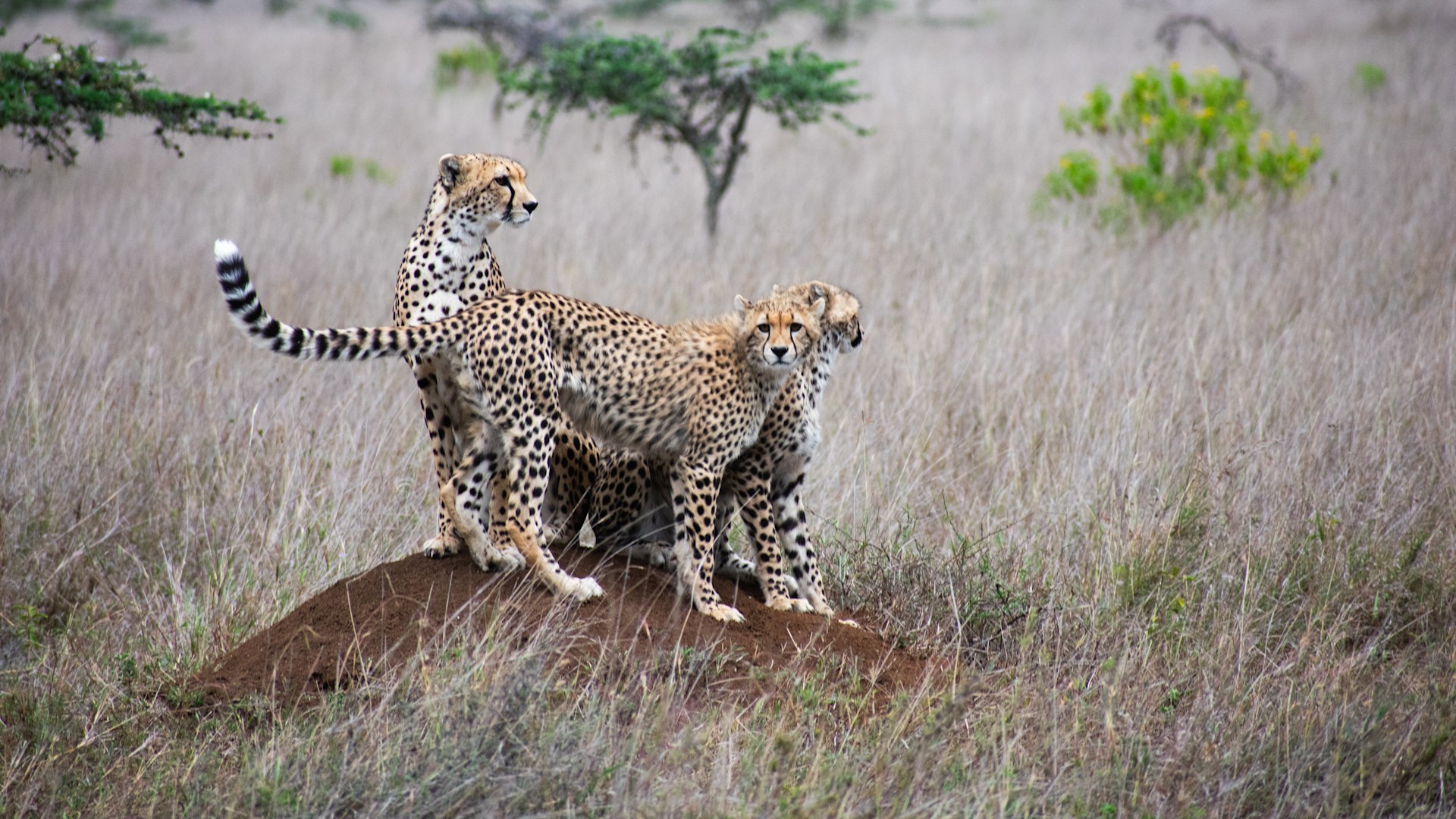Best wildlife sightings | WILDwatch safaris with &Beyond