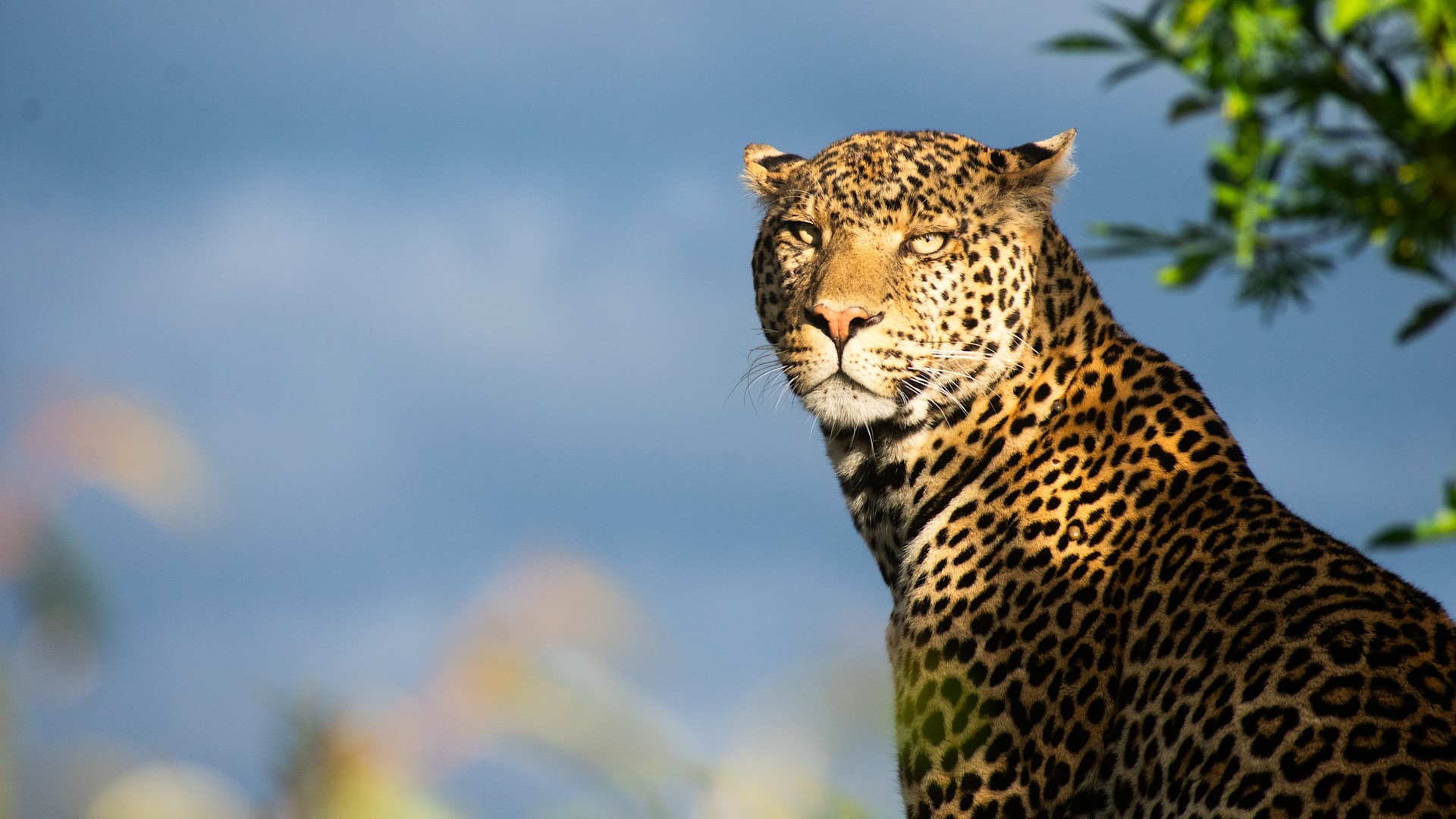 Professional Leopard A handsome male leopard on the prowl | &Beyond WILDwatch