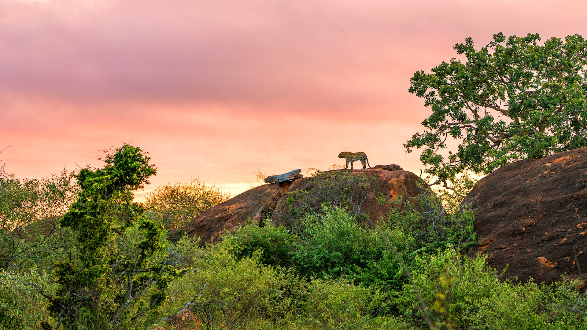 Where to see leopards | Luxury leopard safari and adventure