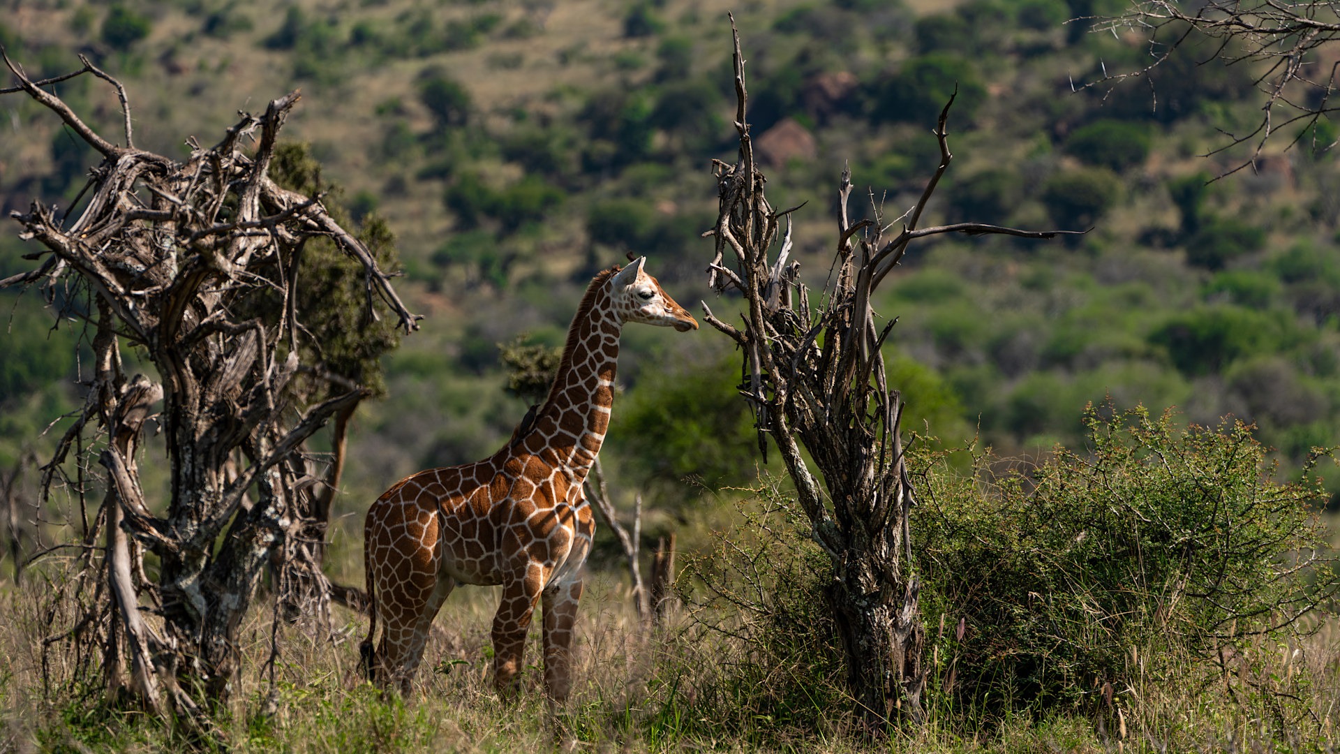 Young Reticulated Giraffe Scanning Beyond WILDwatch young-reticulated-giraffe-scanning-beyond-wildwatch