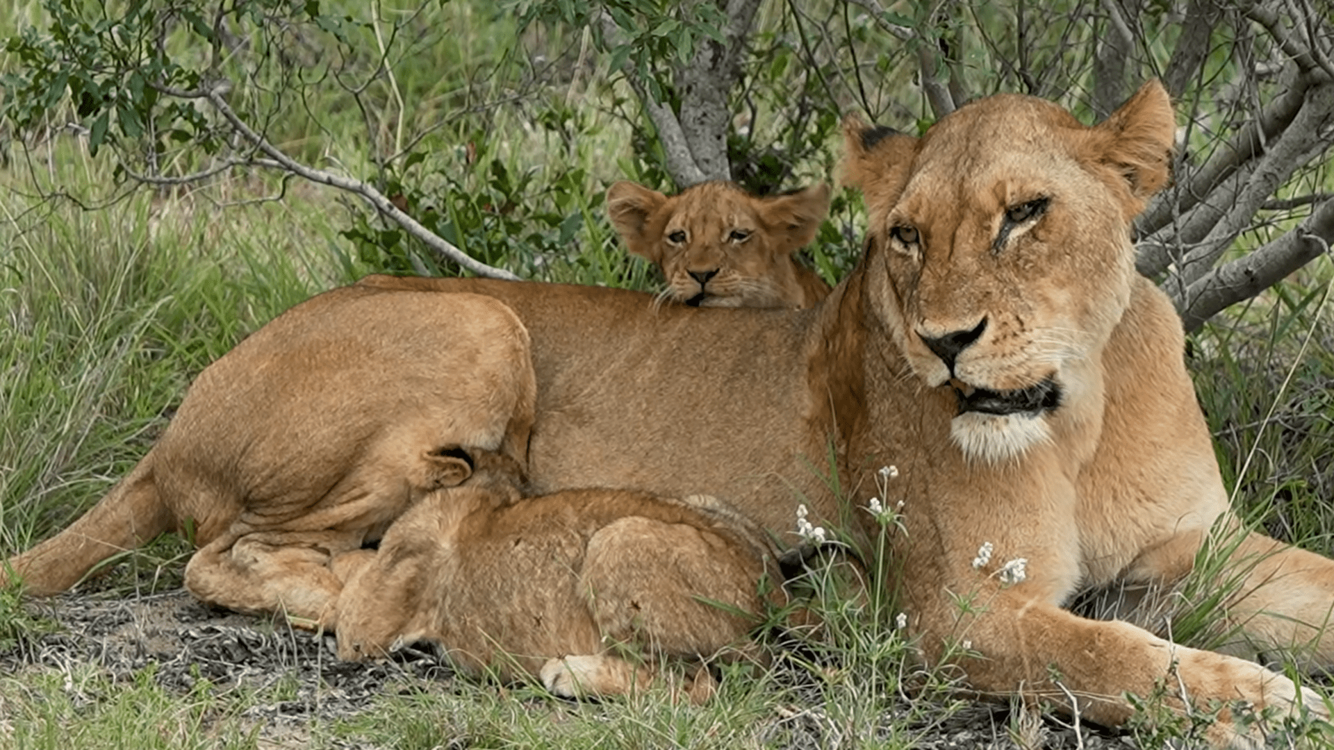 Tiny lion cubs suckling from the lioness | Luxury African Safaris,South  America \u0026 South Asia Tours|andBeyond, image size:1920x1080