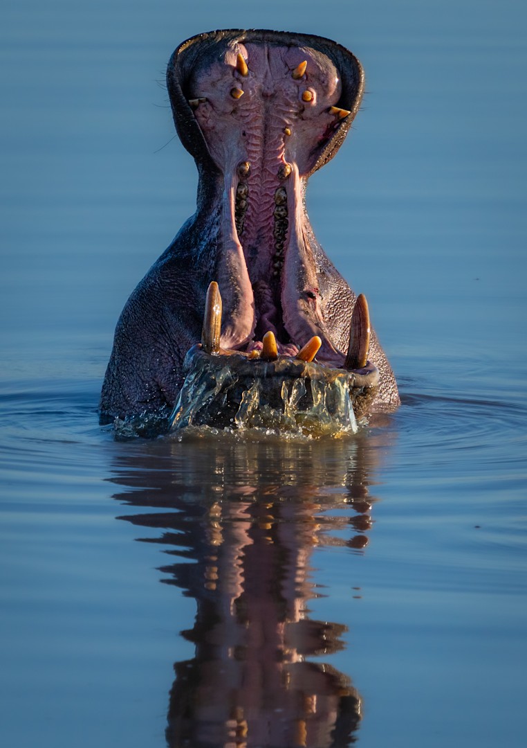 Discover the Powerful Hippo | &Beyond WILDwatch sightings