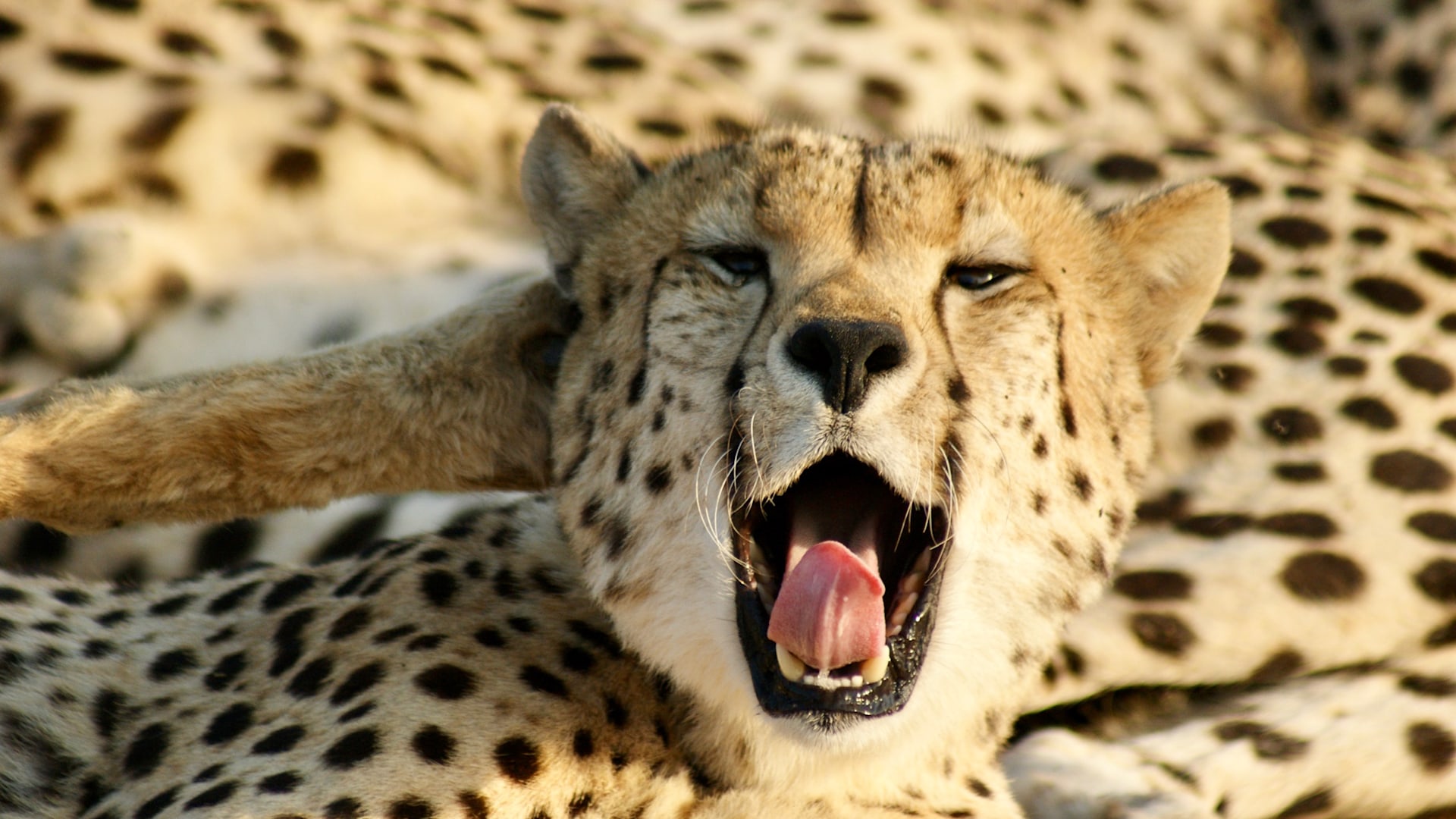 Discover the Agile Cheetah | &Beyond WILDwatch sightings
