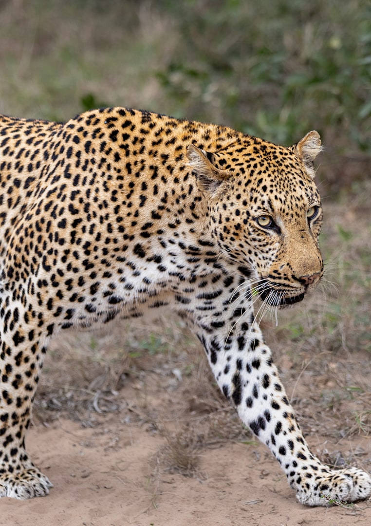 Leopard walking with a steady gaze | &Beyond WILDwatch