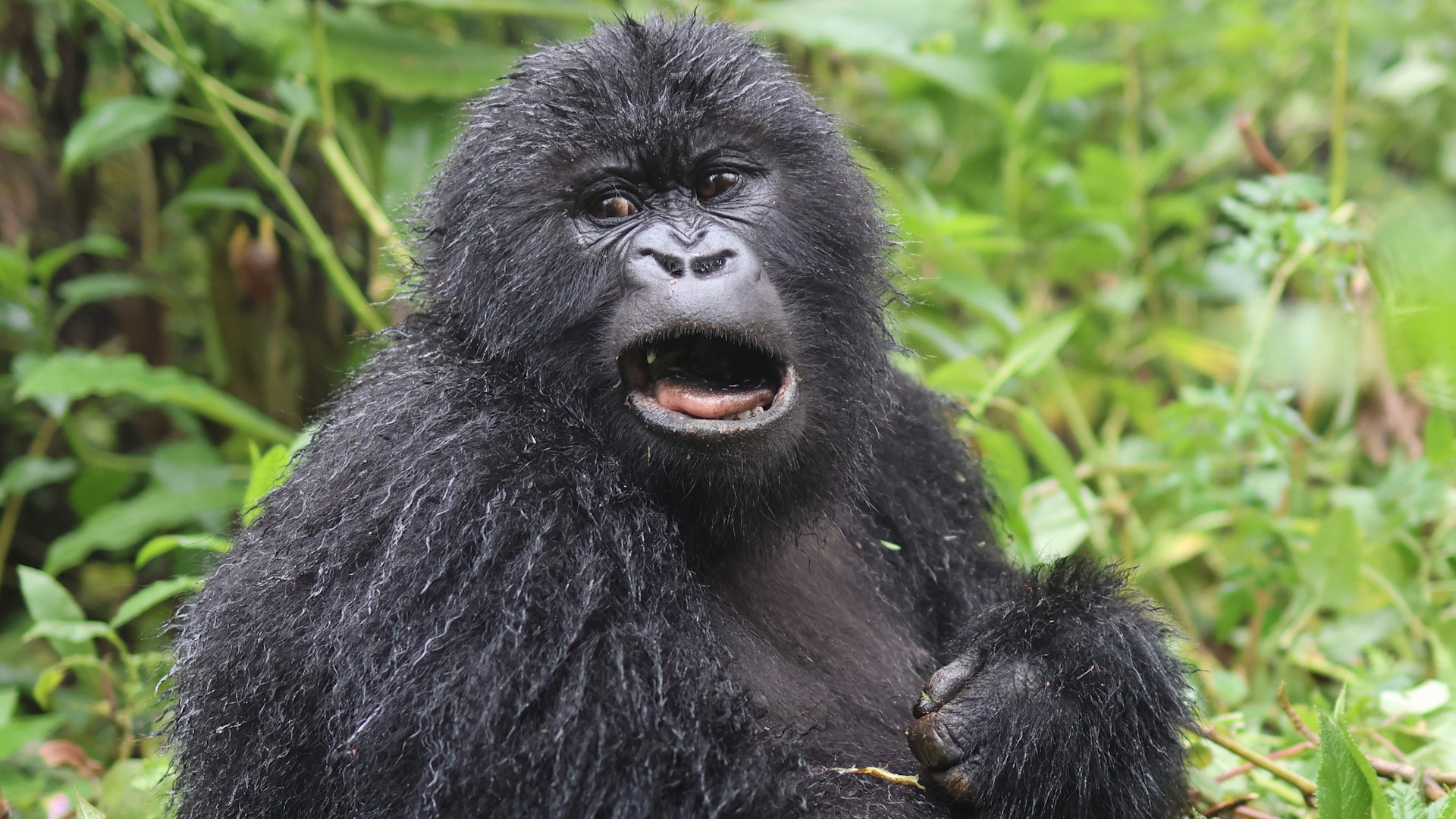 A young gorilla makes faces at the camera | Luxury African Safaris