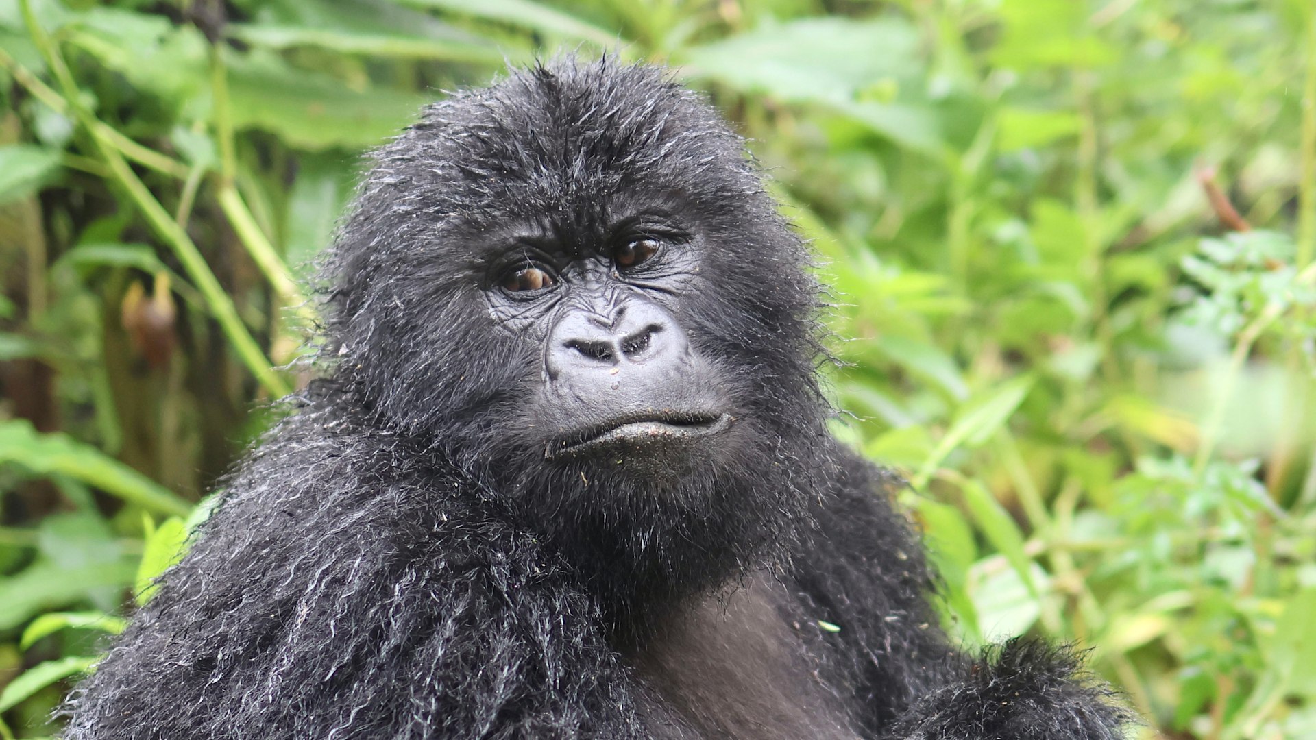 A young gorilla makes faces at the camera | Luxury African Safaris
