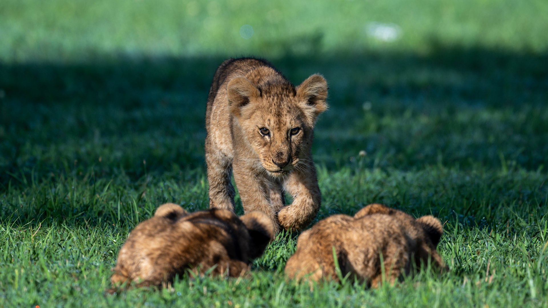 Lion cubs enjoying the morning sun | \u0026Beyond Wildwatch, image size:1920x1080