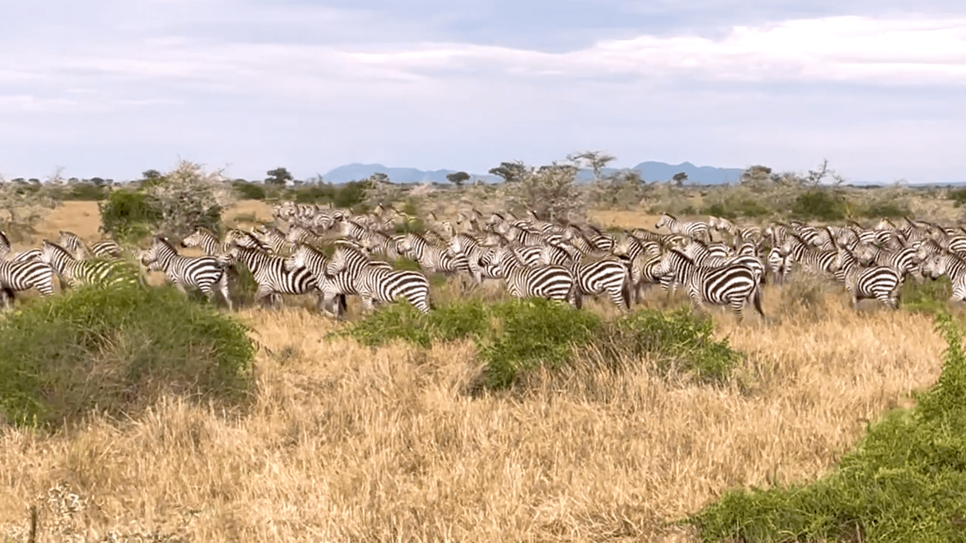 WILDwatch-sighting-zebra-aggregation-in-serengeti | Luxury African Safaris,South America & South Asia Tours|andBeyond WILDwatch-sighting-zebra-aggregation-in-serengeti | Luxury African Safaris,South America & South Asia Tours|andBeyond