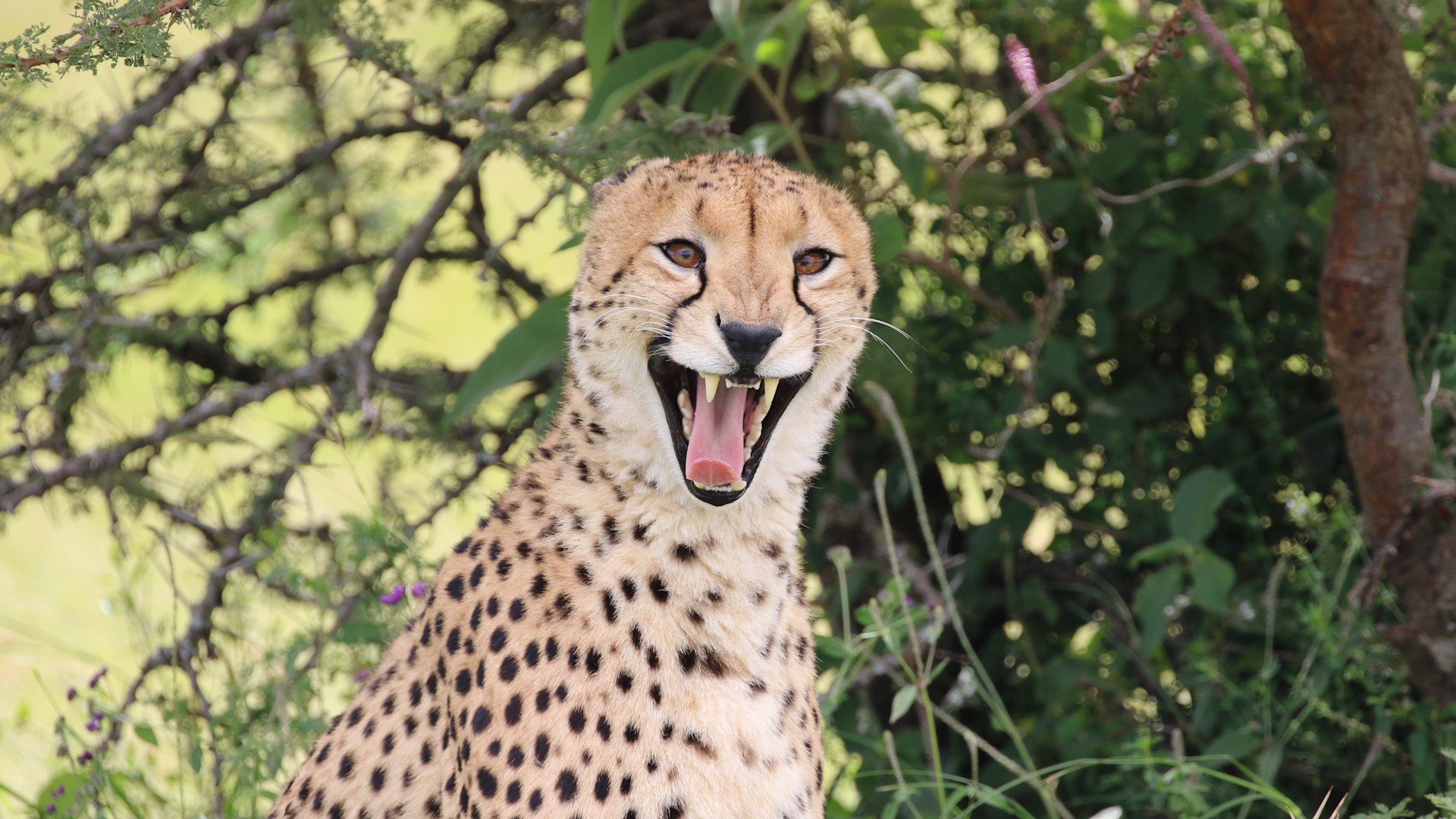cheetah funny faces | Luxury African Safaris,South America & South Asia  Tours|andBeyond