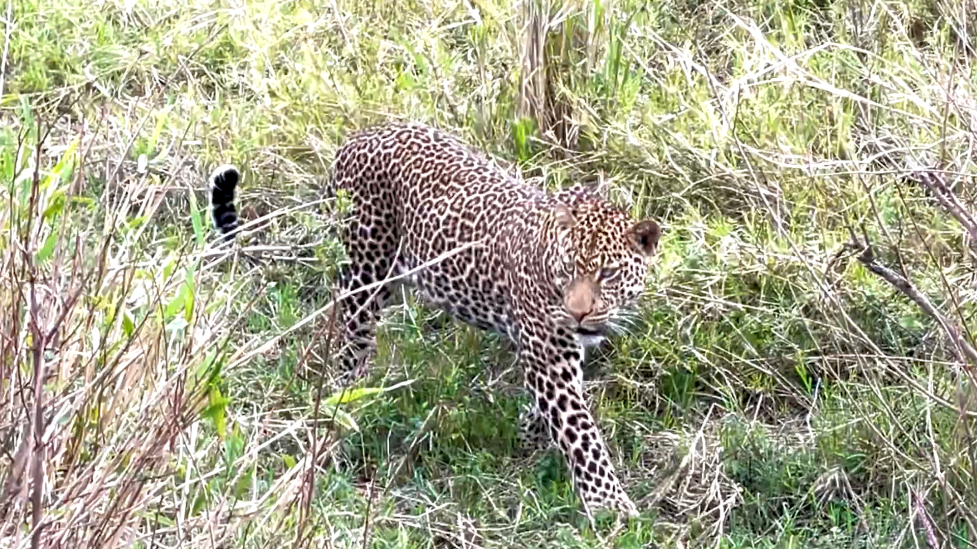 Leopard Exploring WILDwatch-sighting-leopard-tom-explores-drainage | Luxury African ...