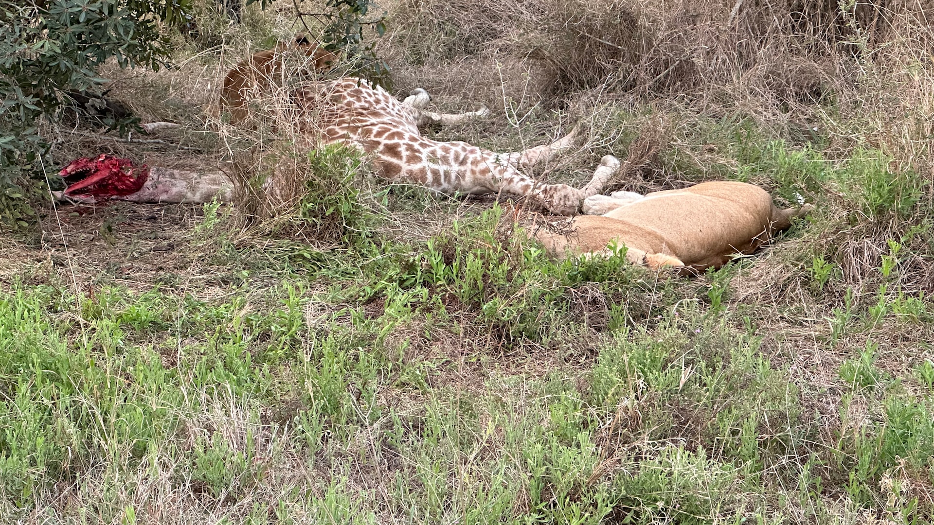 Lion cub tackles giraffe carcass | Luxury African Safaris,South