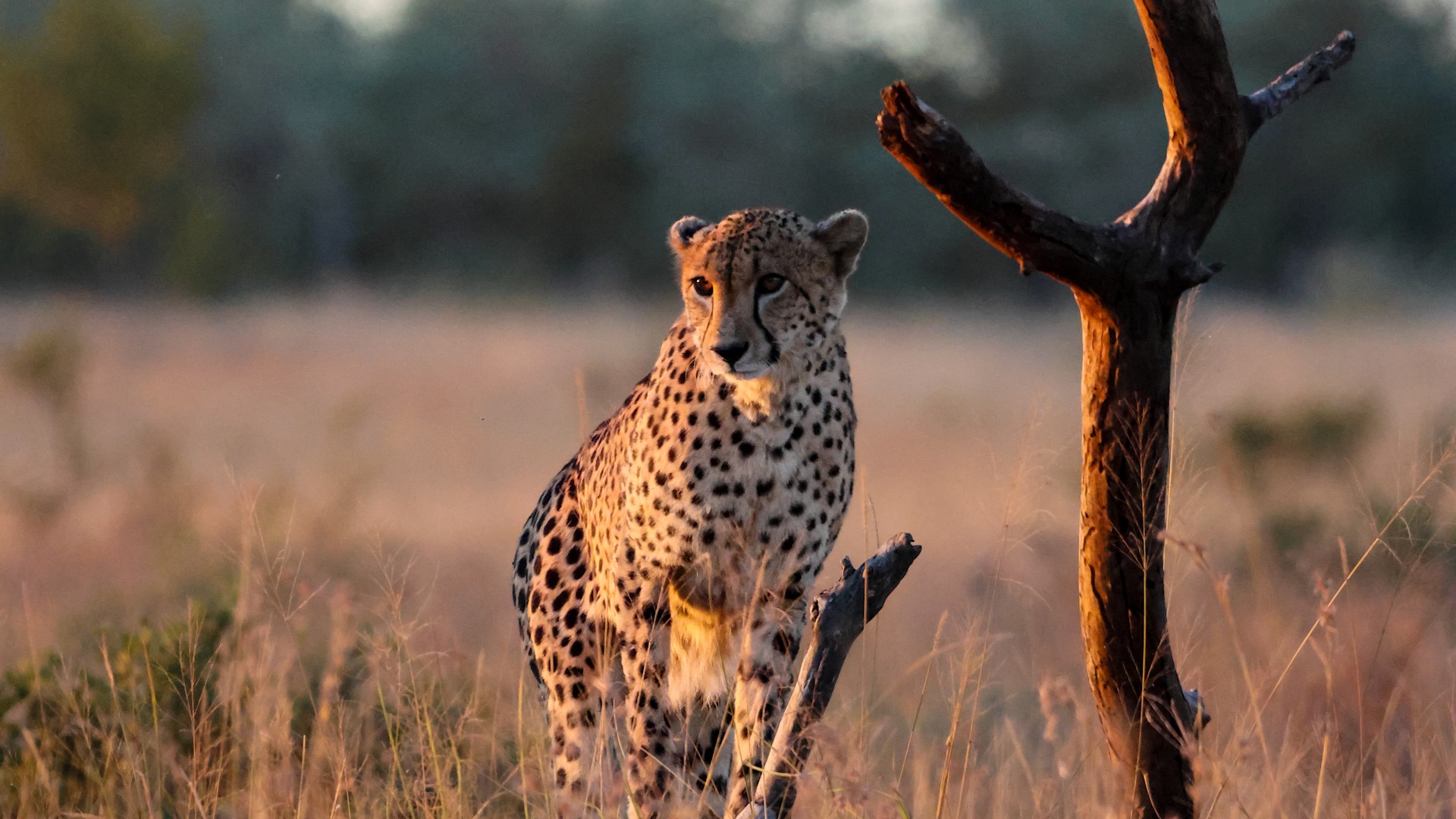 Discover the Agile Cheetah | &Beyond WILDwatch sightings