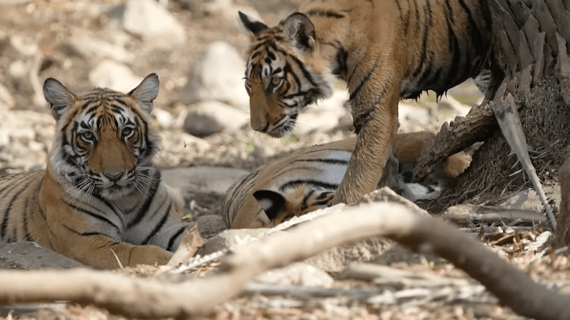 WILDwatchsightingtiger family Luxury African Safaris,South America