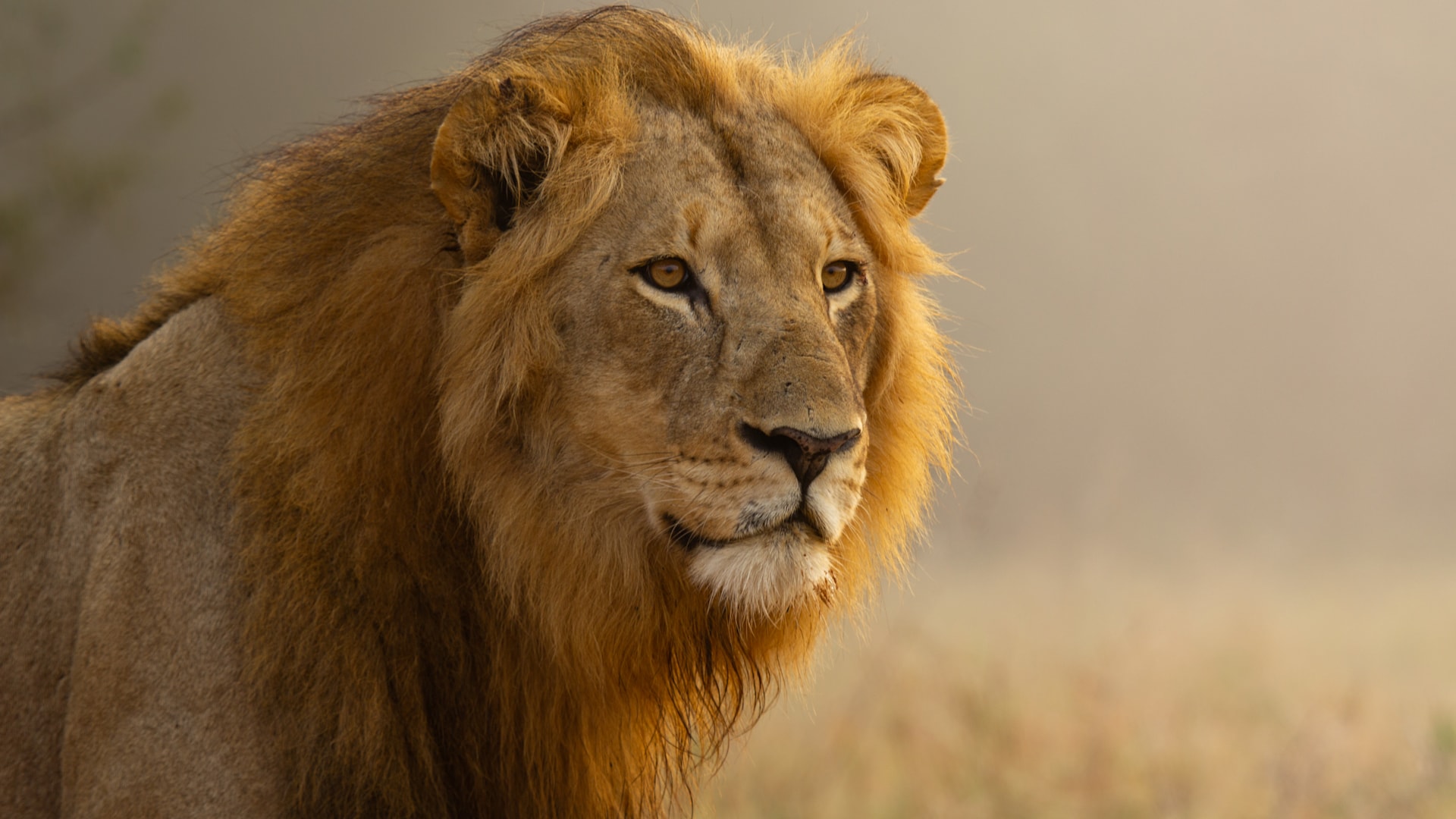 Where to see lions with &Beyond | Luxury safari and adventure