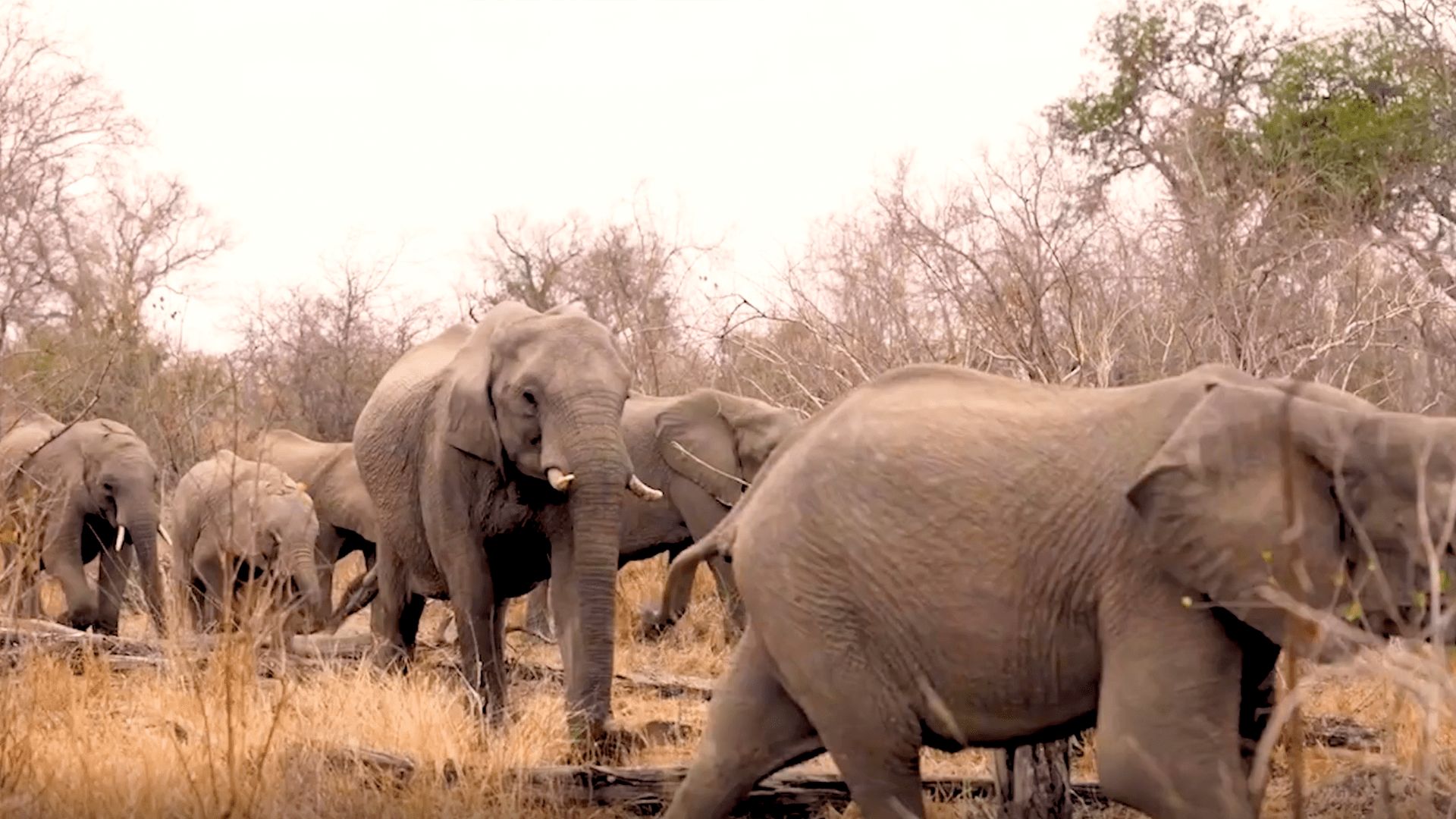 WW_elephant page Luxury African Safaris,South America & South Asia