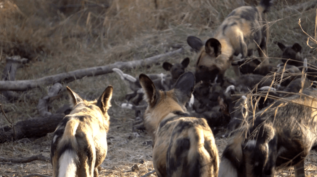 WILDwatch video wild dog page wild dogs regurgitate for pups