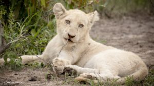 White Lion Carla Glasspool