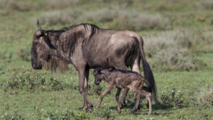 Wildebeest calf with mother taking first steps