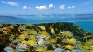 Yellow Fish Coral Reef Blue Sky