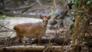 aders duiker at andbeyond mnemba island