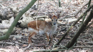 aders duiker at mnemba island