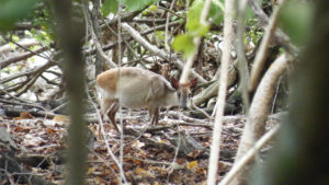 aders duiker in the forest at andbeyond Mnemba