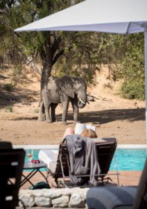 andBeyond Ngala Safari Lodge Pool Elephant