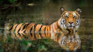 Tiger in water