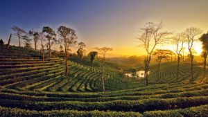 Assam Tea Plantations in India