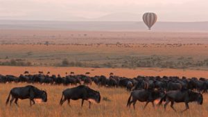 balloon floating over wildebeest from the great migration