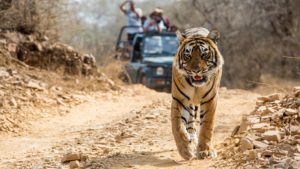 A royal Bengal Tiger on a dirt road in the jungle